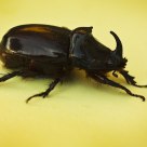 European Rhinoceros Beetle